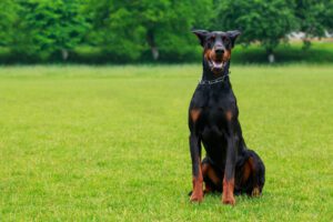 Dobermann
