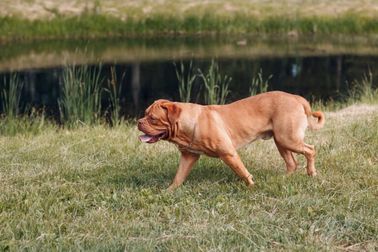 Dogue de bordeaux