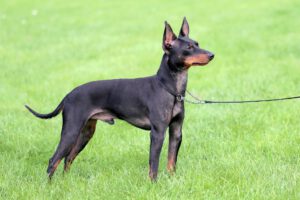 English toy terrier black and tan