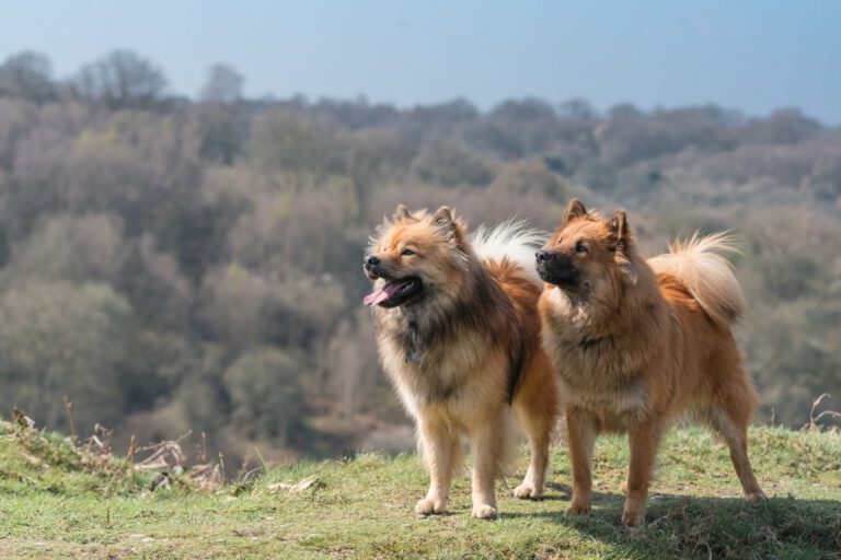 Eurasier