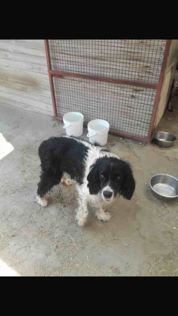 due meticci cercano casa