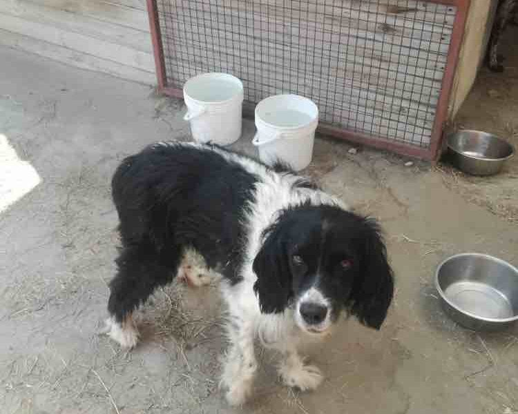 due meticci cercano casa