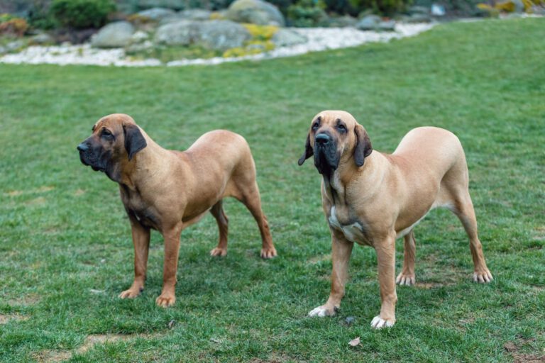 Fila brasileiro