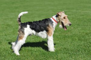 Fox terrier