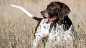 Gammel dansk honsenhund