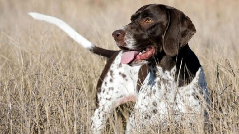 Gammel dansk honsenhund