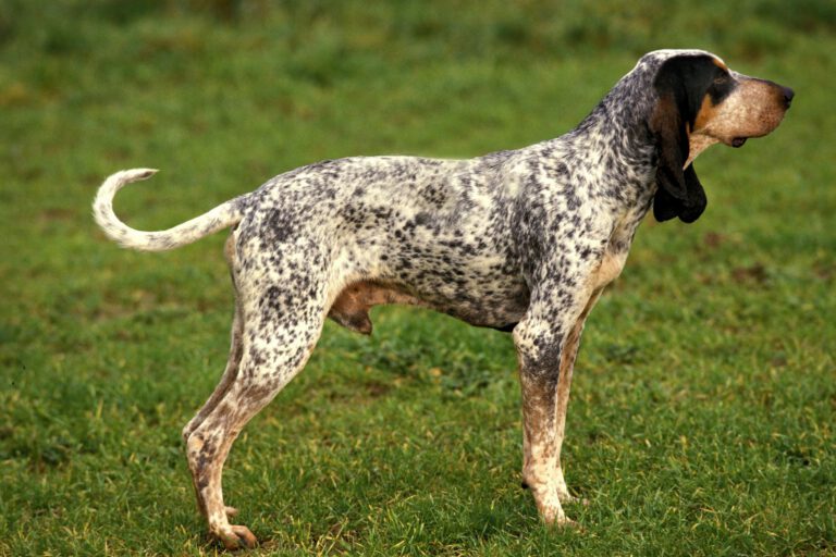 Gascogne saintongeois