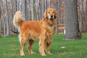 Golden retriever