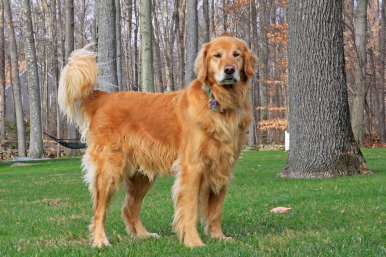 Golden retriever
