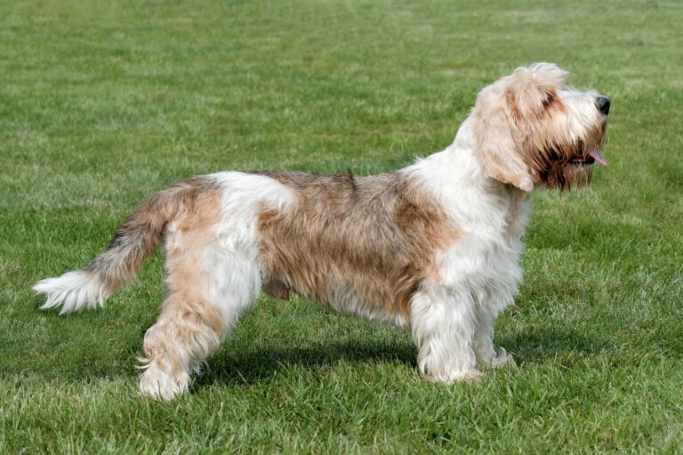 Grand basset griffon vendeen