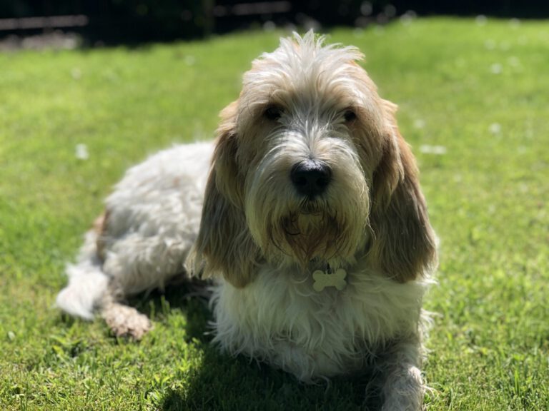 Grand griffon vendeen