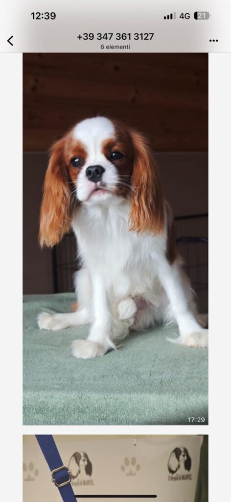 Cuccioli cavalier king selezionati