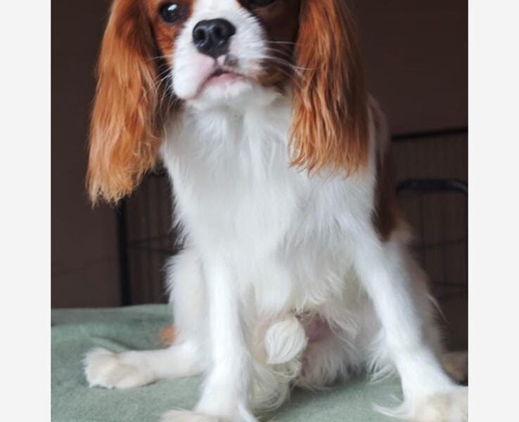 Cuccioli cavalier king selezionati