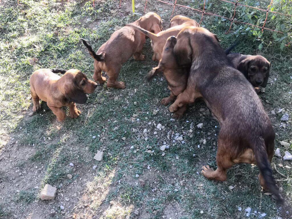 Alpenlaendische Dachsbracke