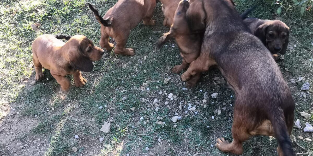 Alpenlaendische Dachsbracke