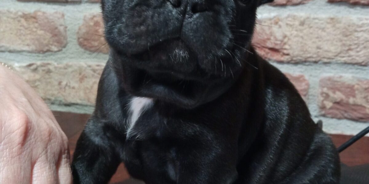 Cuccioli bouldogue francese in vendita