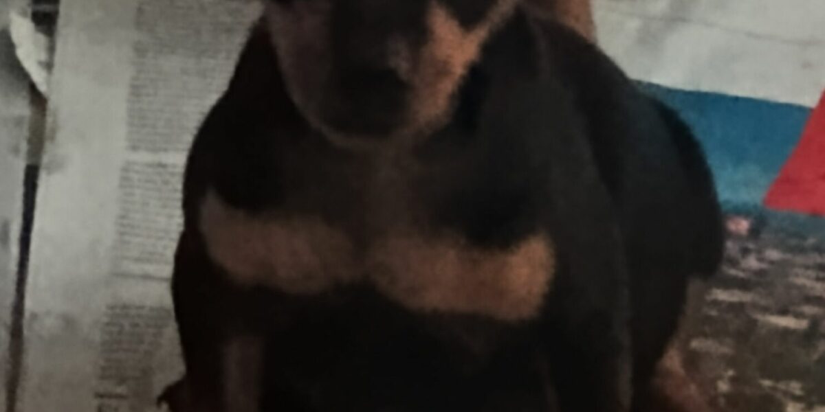 Cuccioli di zwerpinscher