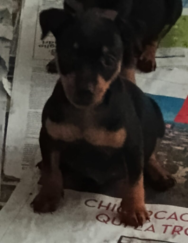 Cuccioli di zwerpinscher