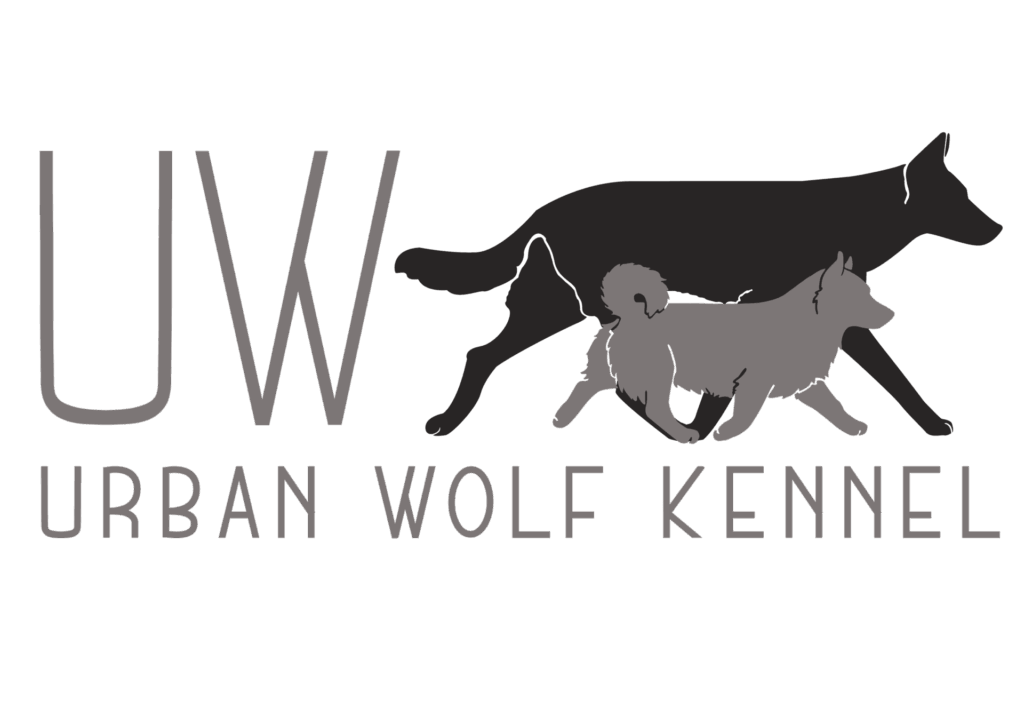 Cucciolata Vastgotaspets/Swedish Vallhund