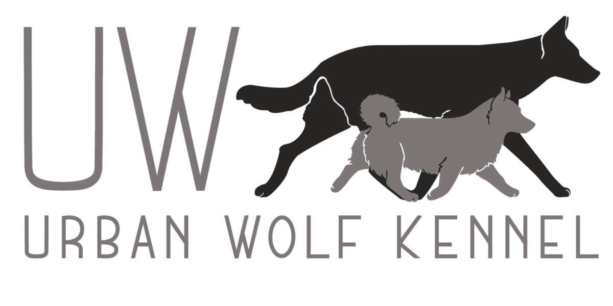 Cucciolata Vastgotaspets/Swedish Vallhund