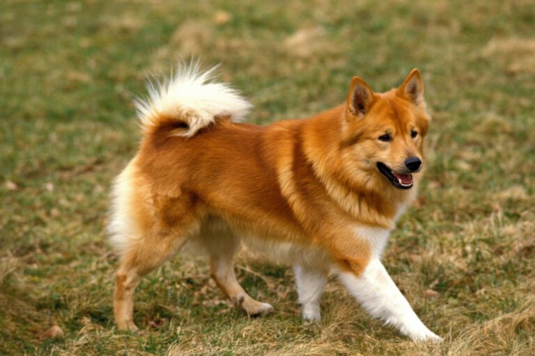 Cane da pastore di Islanda