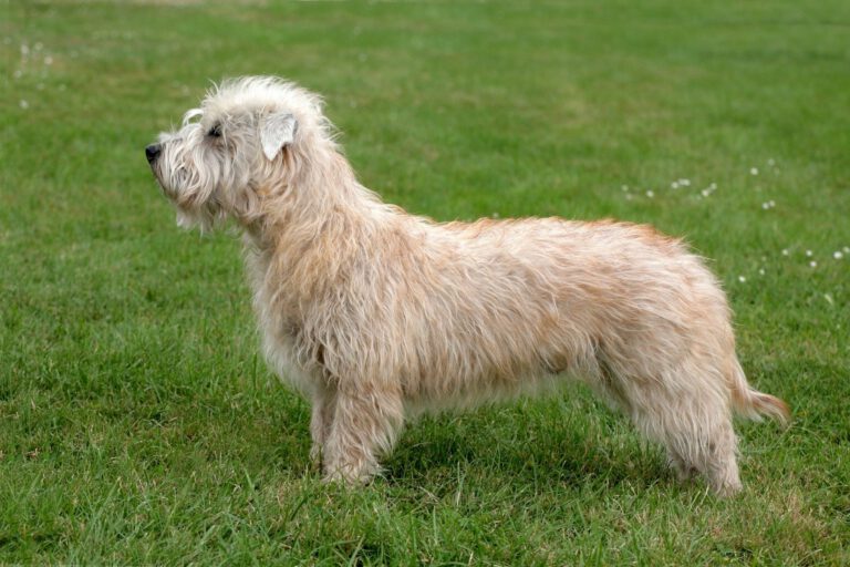 Irish glen of imaal terrier