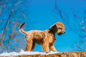 Irish soft-coated wheaten terrier
