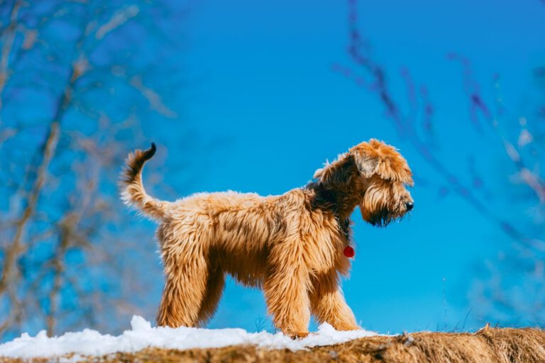 Irish soft-coated wheaten terrier