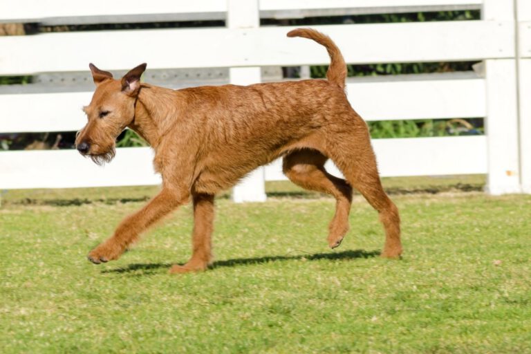 Irish terrier