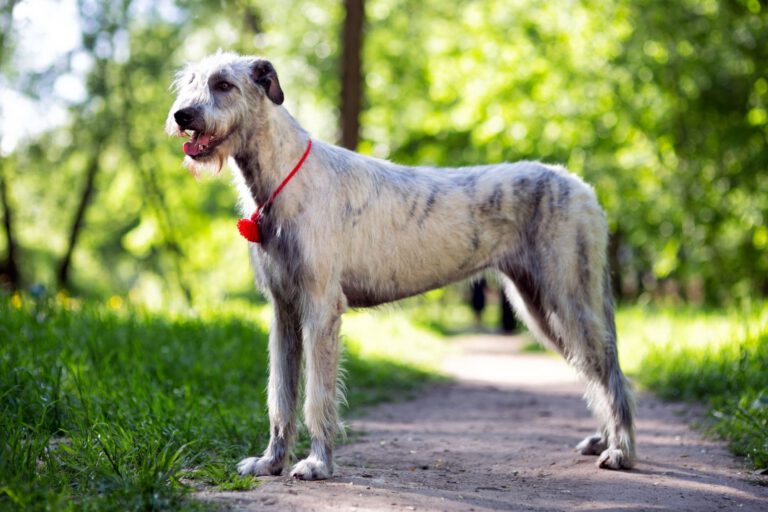 Irish wolfhound