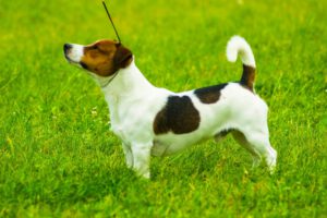 Jack russell terrier