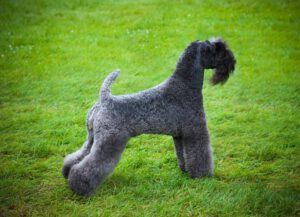 Kerry blue terrier