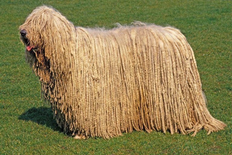 Komondor