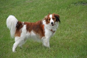Kooikerhondje