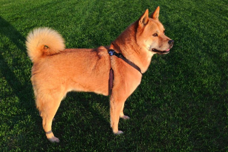 Korea Jindo Dog