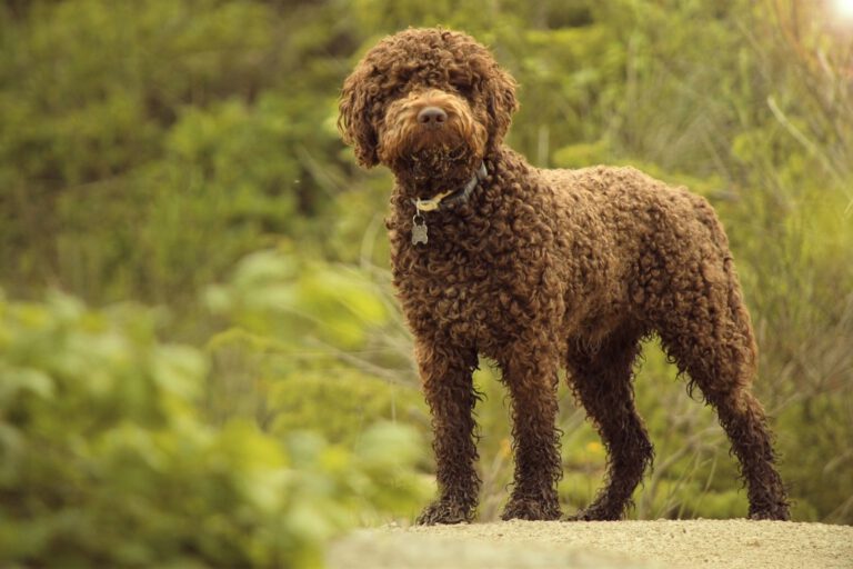 Lagotto Romagnolo