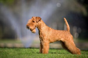 Lakeland terrier