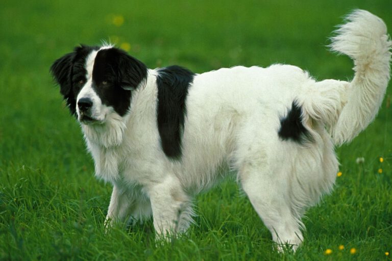 Landseer (Tipo Continentale Europeo)