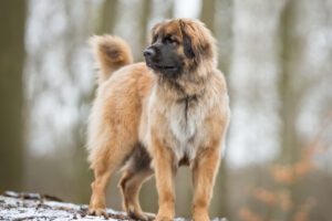 Leonberger