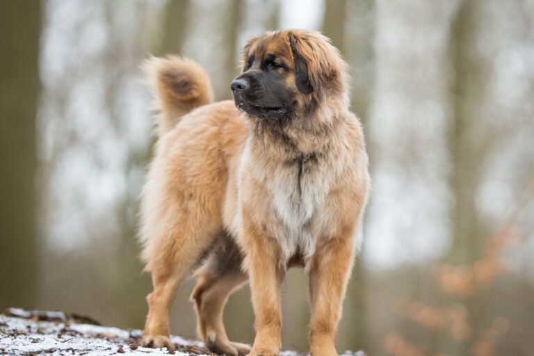 Leonberger