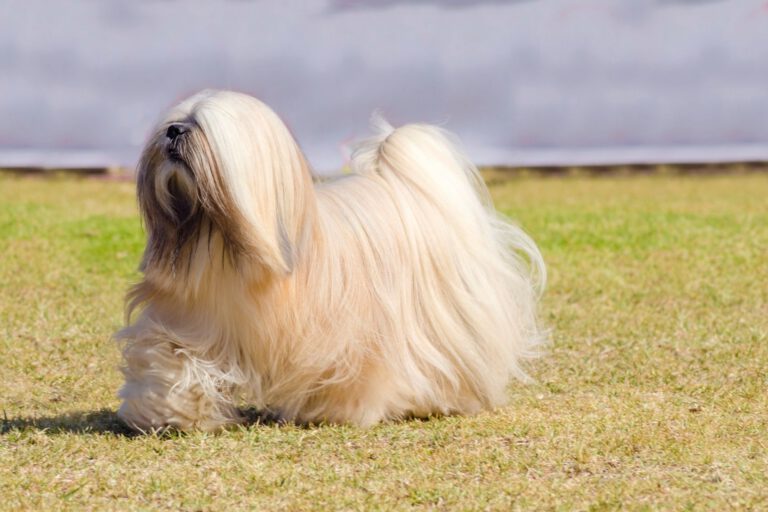 Lhasa apso