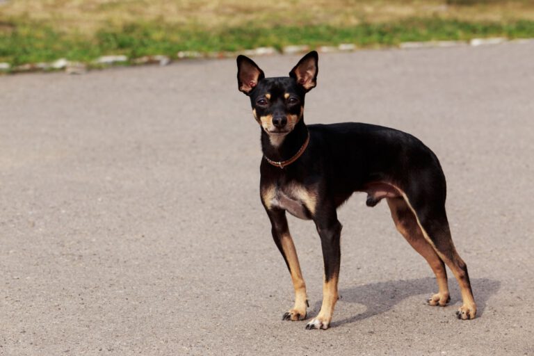 Manchester terrier