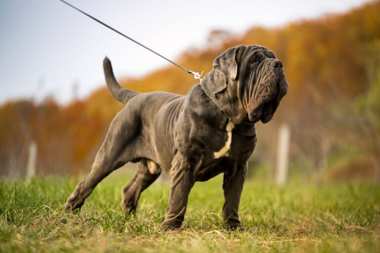 Mastino napoletano