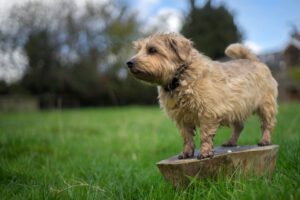 Norfolk terrier