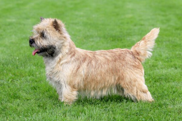 Norwich terrier