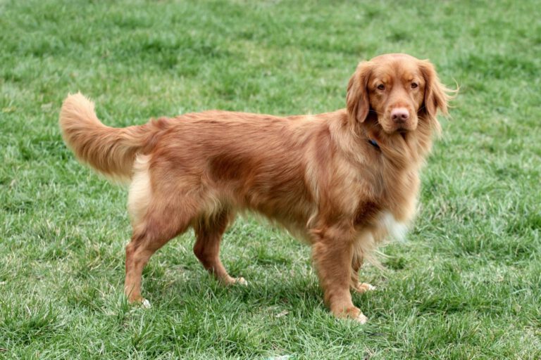 Nova scotia duck tolling retriever