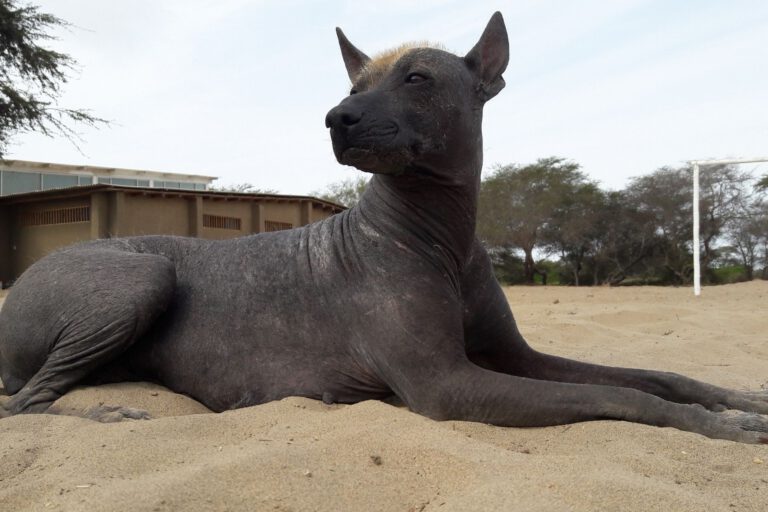 Perro sin pelo del peru’