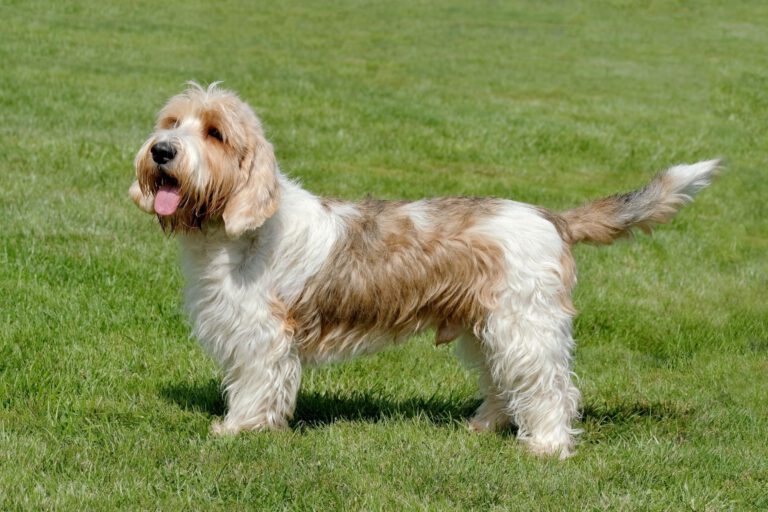 Petit basset griffon vendeen
