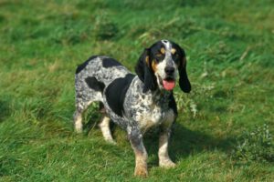 Petit bleu de gascogne