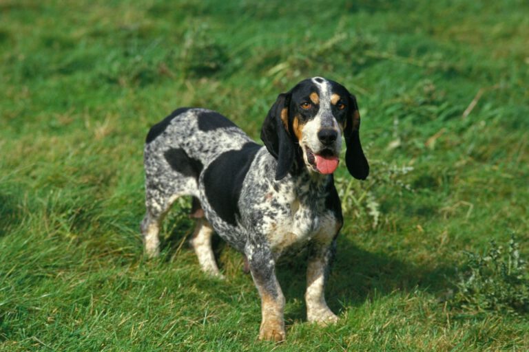 Petit bleu de gascogne